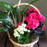 Seasonal Planted Basket or Container