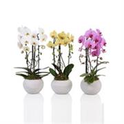 2 Stemmed Phalaenopsis Orchid Plant Gift