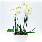 Large planted orchid 