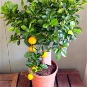 Orange Tree