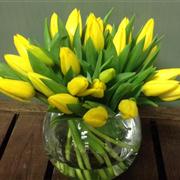 Yellow Tulip 