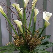 Arum Lily Display