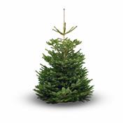 7ft - 8ft Nordman Fir Christmas Tree 