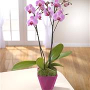 Phalaenopsis Orchid Plant