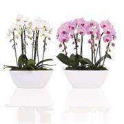 4 stemmed Phalaenopsis Planted Arrangement