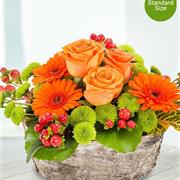 Copper pot Arrangement