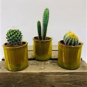 Trio of Cactus Plants