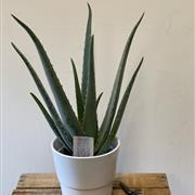 Aloe Vera Plant