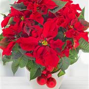 Red Poinsettia Plant