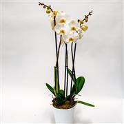 white orchid plant