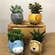 Succulent Safari set of 4 Mini Planters