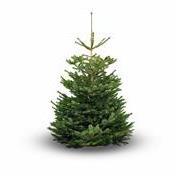 Fresh Nordman Fir Christmas Tree 2-3ft