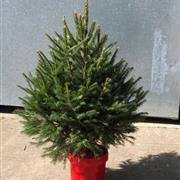 British Grown Potted Christmas Tree