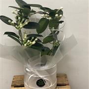 Scented Stephanotis Plant