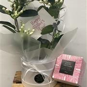 Stephanotis Plant and Truffles