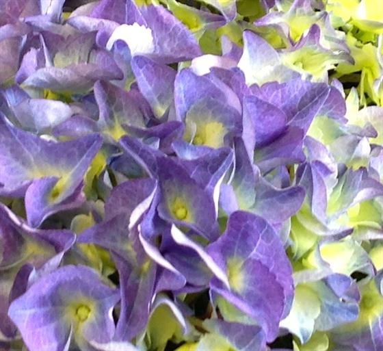 Hydrangea Dobbies Homely Hydrangea Debbie Western Flowers Rotherhithe Florist